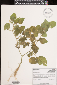 Physalis pubescens image