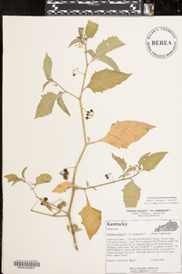 Solanum ptychanthum image