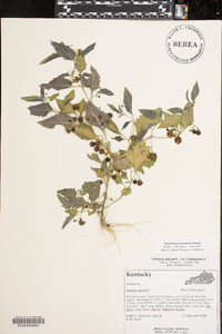 Solanum ptychanthum image