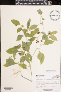 Solanum ptychanthum image