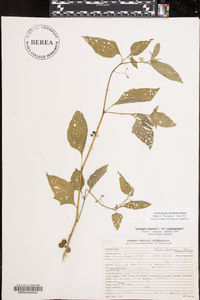 Solanum ptychanthum image