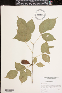 Staphylea trifolia image