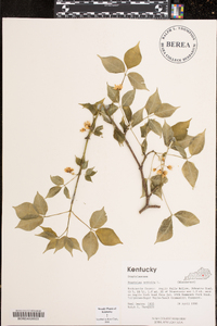 Staphylea trifolia image