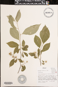 Styrax americanus image