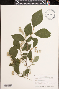 Styrax grandifolius image