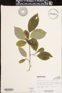 Stewartia ovata image