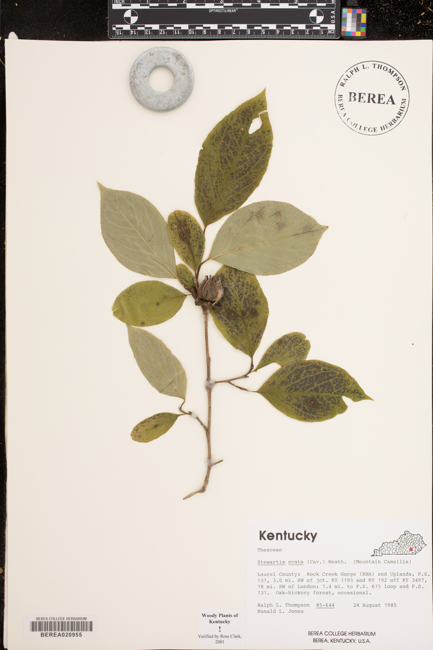 Stewartia ovata image