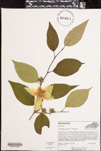 Stewartia ovata image