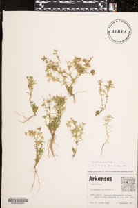 Polypremum procumbens image