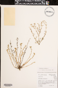 Polypremum procumbens image