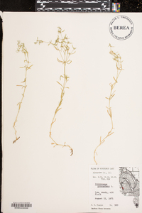 Polypremum procumbens image