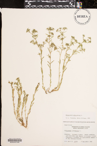 Polypremum procumbens image