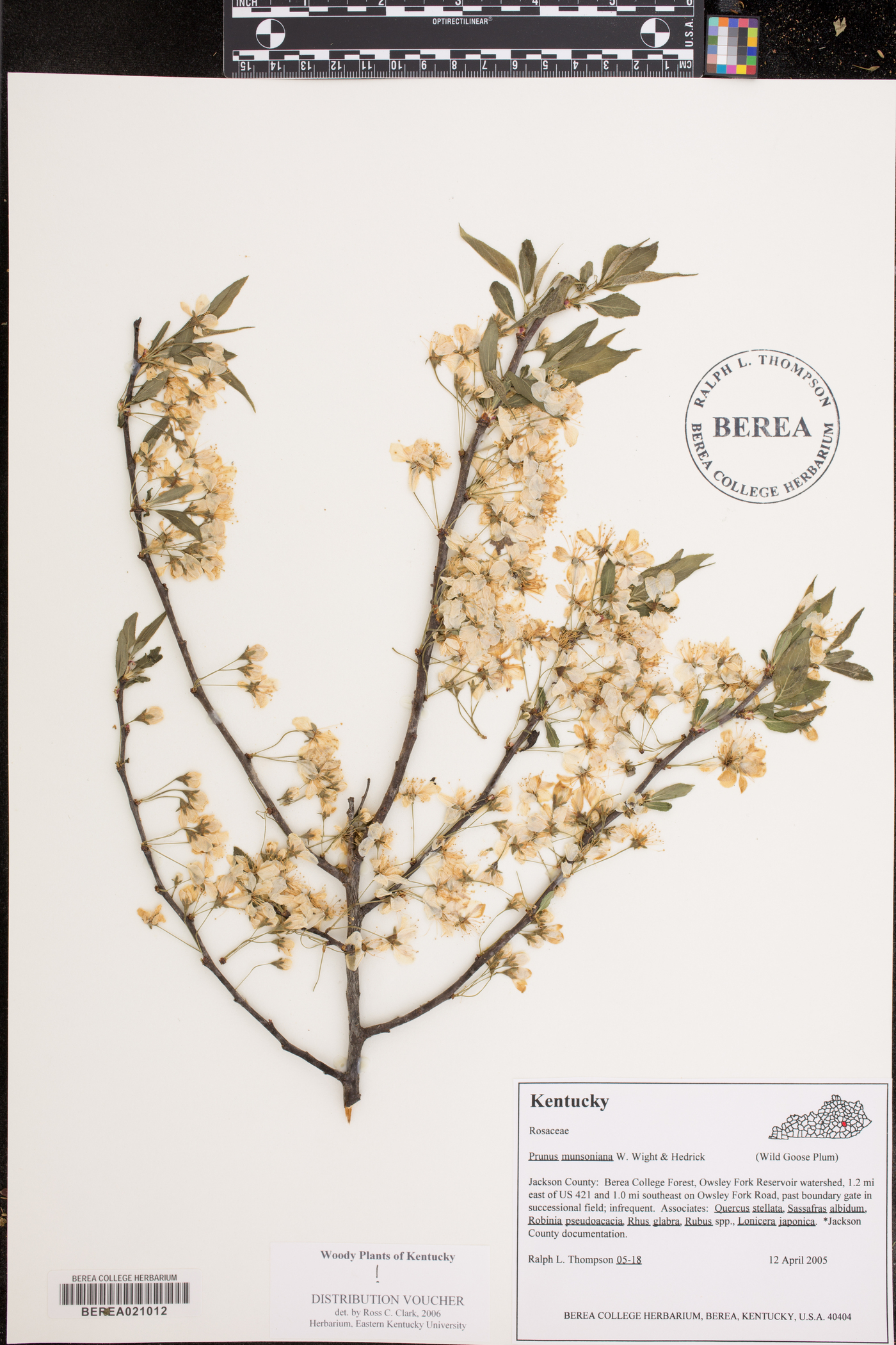 Prunus munsoniana image