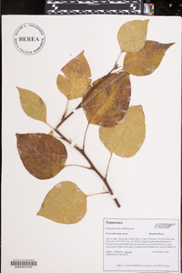 Pyrus calleryana image