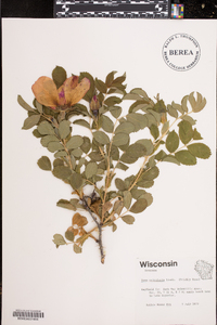 Rosa acicularis image