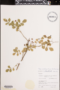 Rosa multiflora image