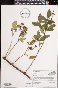 Rosa multiflora image