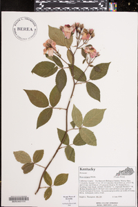 Rosa setigera image