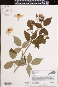 Rosa setigera image