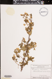 Rubus argutus image