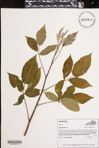 Rubus argutus image