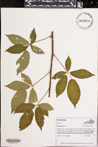 Rubus argutus image