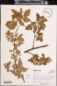 Rubus argutus image