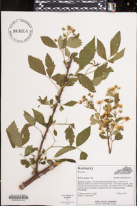 Rubus argutus image