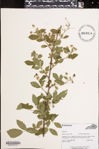 Rubus argutus image