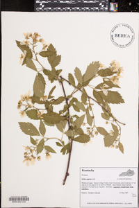 Rubus argutus image