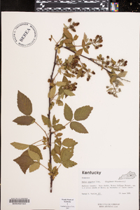 Rubus argutus image