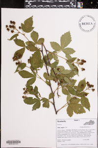 Rubus argutus image