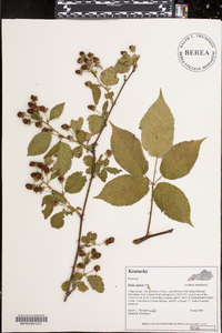 Rubus argutus image