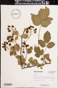 Rubus argutus image