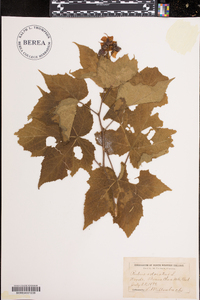 Rubus odoratus image