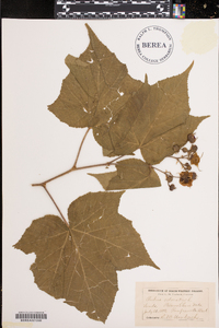 Rubus odoratus image