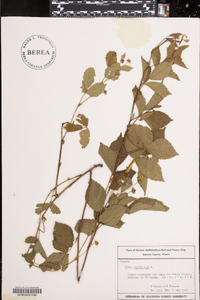 Rubus flagellaris image