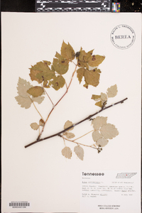 Rubus occidentalis image