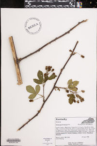 Rubus pensilvanicus image