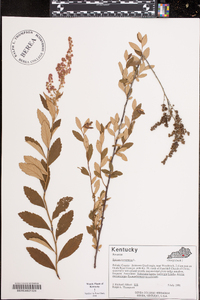 Spiraea tomentosa image