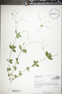 Galium circaezans image