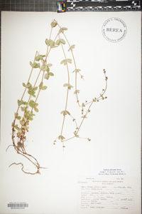 Galium pilosum image