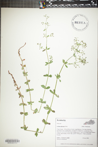 Galium pilosum image