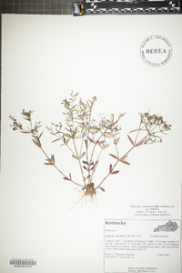 Houstonia canadensis image