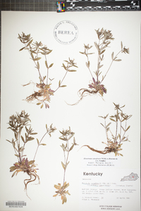 Houstonia canadensis image