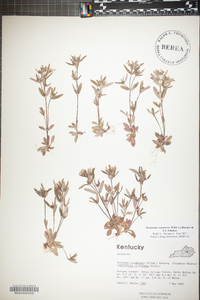 Houstonia canadensis image