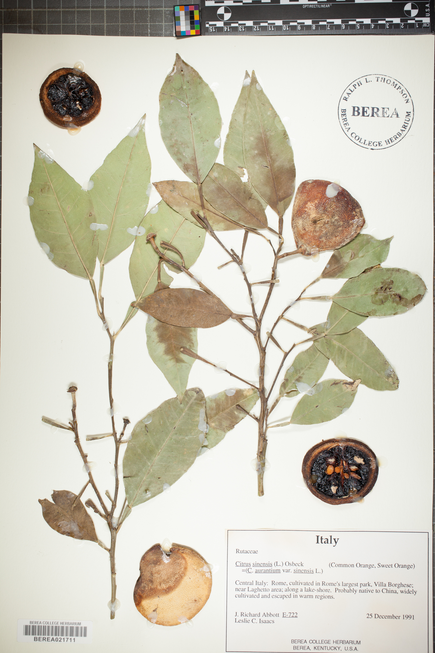 Citrus sinensis image