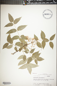 Zanthoxylum clava-herculis image