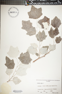 Populus alba image