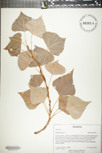 Populus nigra image